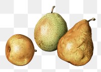 Vintage pear png fruit illustration on transparent background