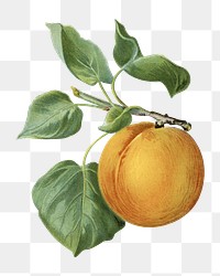 Vintage png apricot illustration on transparent background