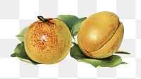 Vintage png apricot fruit illustration on transparent background