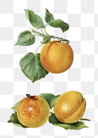 Vintage png apricot illustration set on transparent background