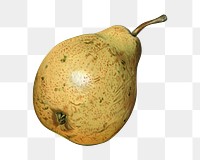 Vintage pear png fruit illustration on transparent background