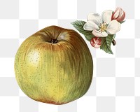 Vintage flower png apple illustration on transparent background