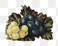 Png illustration, vintage grape drawing on transparent background