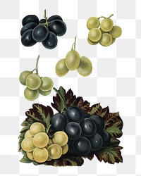 Vintage grape png illustration set on transparent background
