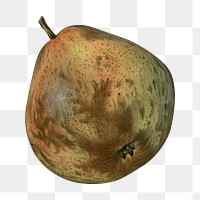 Vintage png rotten pear fruit illustration on transparent background