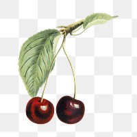 Vintage png cherry illustration on transparent background