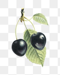 Vintage png black cherry fruit illustration on transparent background