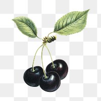 Vintage png black cherry illustration on transparent background