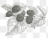 Black mulberry png vintage fruit, transparent background