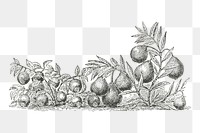 Bilberry png vintage fruit, transparent background