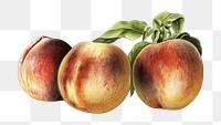 Vintage png peach fruit illustration on transparent background