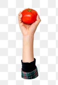 Hand holding png tomato transparent background