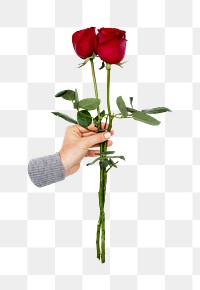 Hand holding png rose flowers transparent background