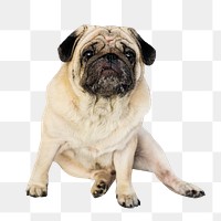 PNG Portrait of a pet pug, collage element, transparent background