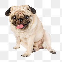 Pug dog png, design element, transparent background