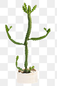 PNG cactus plant, collage element, transparent background