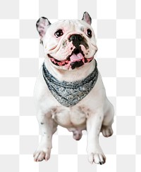 PNG Closeup of French bulldog, collage element, transparent background