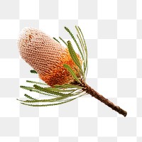 PNG Hooker's banksia  transparent background