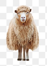 PNG sheep, collage element, transparent background