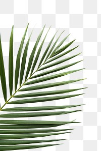 Tropical leaf png  transparent background