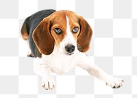 PNG Mixed-Breed Dog, collage element, transparent background