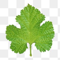 Green leaf png, transparent background