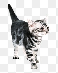 PNG cute cat, collage element, transparent background