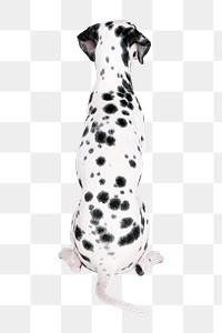 PNG  dalmatian dog , collage element, transparent background