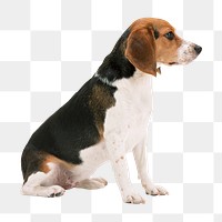 PNG  beagle dog  animal, collage element, transparent background