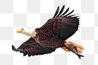 PNG eagle, collage element, transparent background