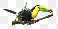 PNG  Toucan  wildlife, collage element, transparent background