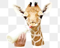 Feeding giraffe png, design element, transparent background