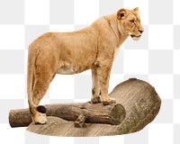 Female lion png, design element, transparent background