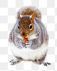 PNG  cute squirrel eating nut  , collage element, transparent background