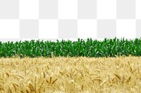 PNG wheat field, collage element, transparent background