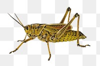 PNG  close up yellow grasshopper  animal, collage element, transparent background
