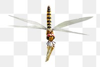 PNG close up dragonfly on stick, collage element, transparent background