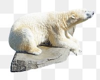 Polar bear png, design element, transparent background