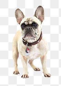 PNG  bulldog , collage element, transparent background