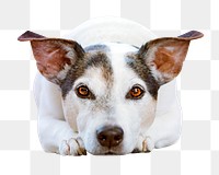 Jack Russell png, cute dog, design element, transparent background