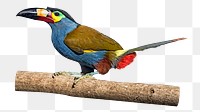 Plate-billed mountain toucan png, transparent background