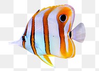 Exotic fish png, design element, transparent background