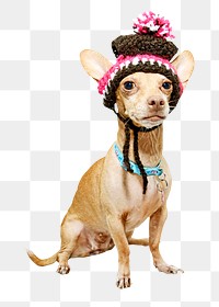 Chihuahua dog png, design element, transparent background