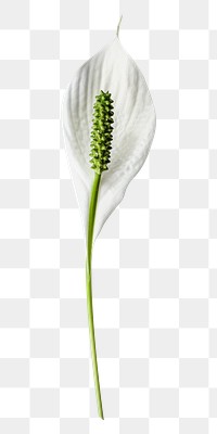 PNG  peace lily  flower, collage element, transparent background