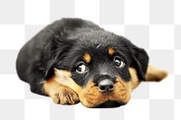 PNG cute puppy, collage element, transparent background