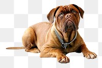 PNG  Bulldog  pet, collage element, transparent background