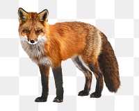 PNG fox, wildlife, collage element, transparent background