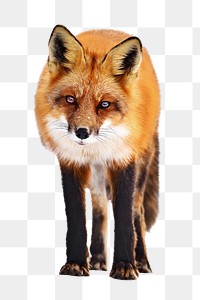 PNG fox, wildlife, collage element, transparent background