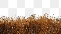 PNG Field of flower collage element, transparent background