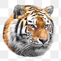 PNG Tiger, collage element, transparent background